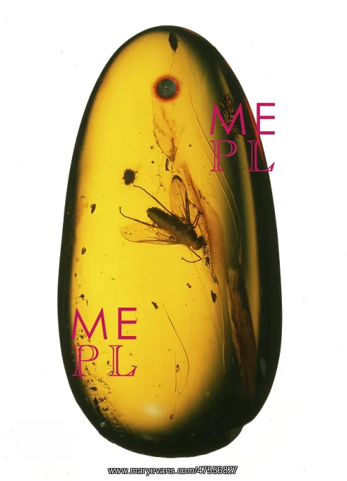 : Chrysopilus sp. fossil fly in amber : Chrysopilus sp. fossil fly in amber