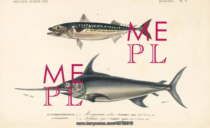 : Chub mackerel, Scomber colias, and swordfish : Chub mackerel, Scomber colias, and swordfish