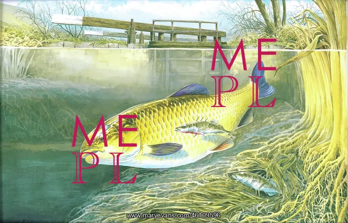  : Chub and Stickleback