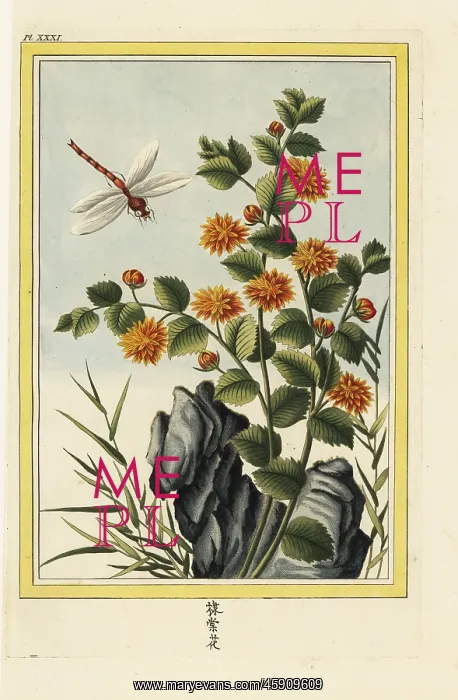  : Chyrsanthemum indicum