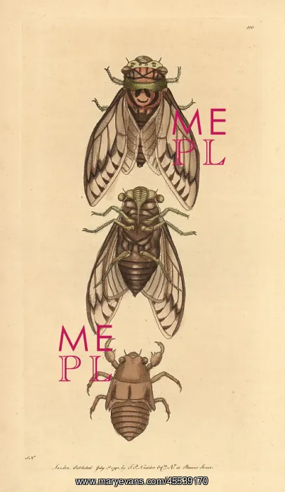 : Cicada, Lyristes plebejus : Cicada, Lyristes plebejus