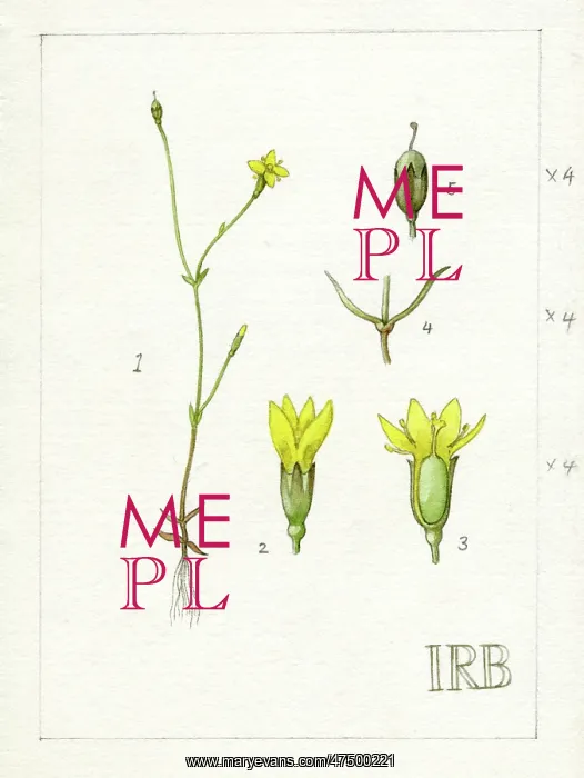 : Cicendia filiformis - yellow centaury : Cicendia filiformis - yellow centaury