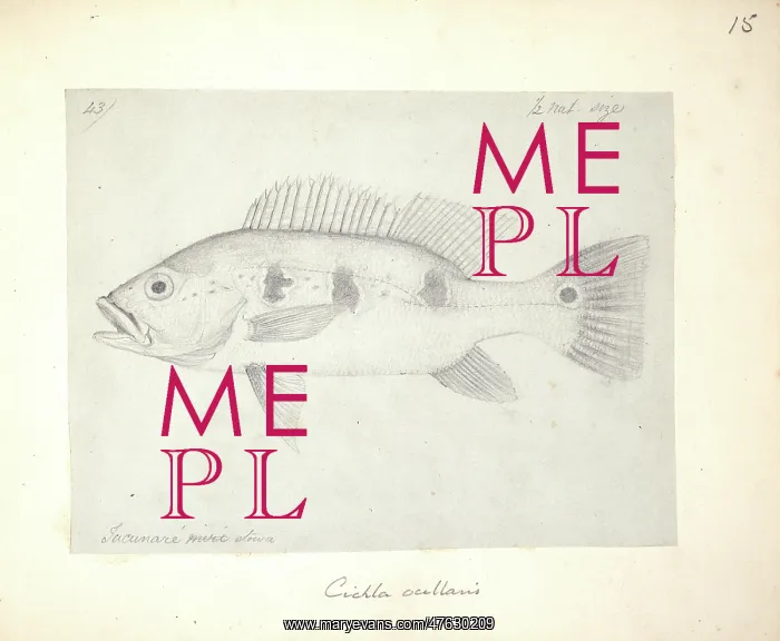  : Cichla ocellaris