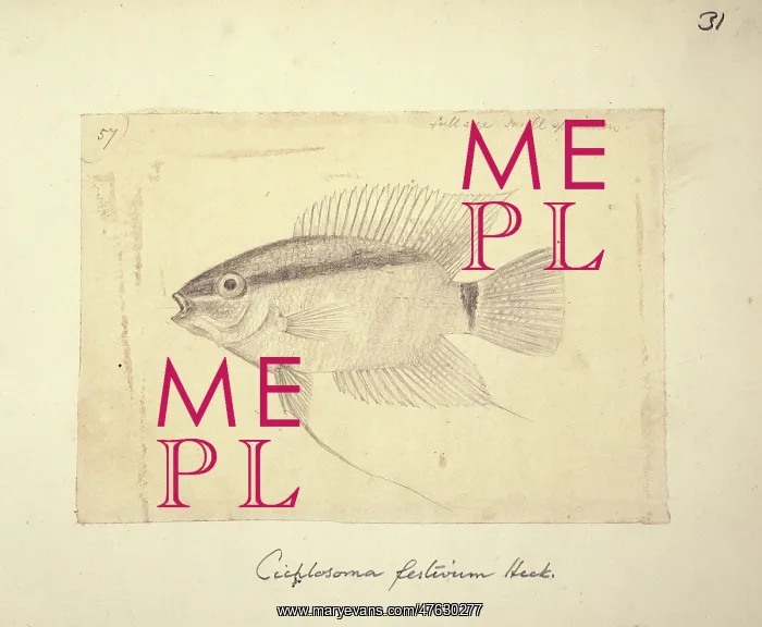 : Cichlasoma festivum : Cichlasoma festivum