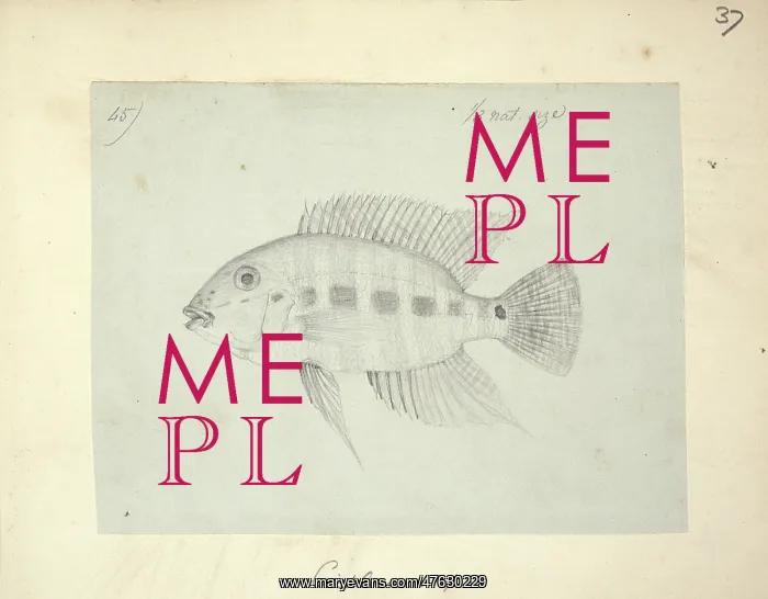 : Cichlasoma sp : Cichlasoma sp