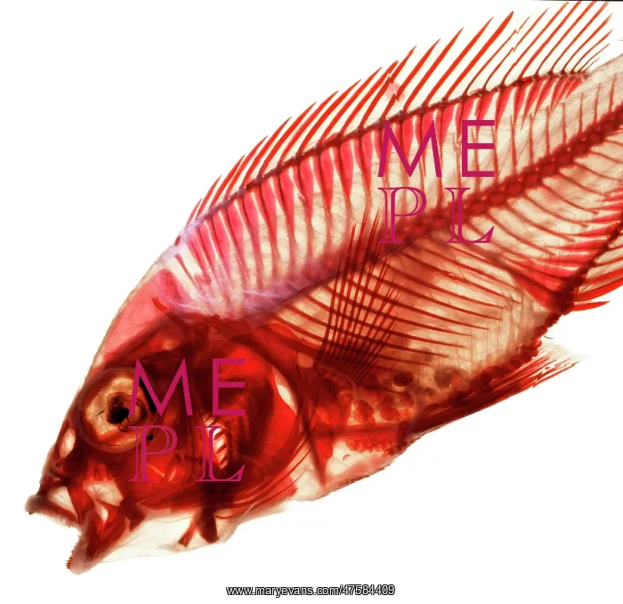 : Cichlid from the family of perch-like fishes native to rivers : Cichlid from the family of perch-like fishes native to rivers