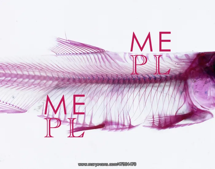 : Cichlid from the family of perch-like fishes native to rivers : Cichlid from the family of perch-like fishes native to rivers