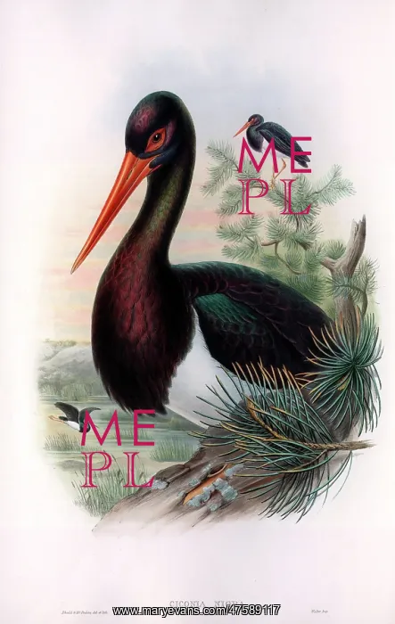  : Ciconia nigra, black stork
