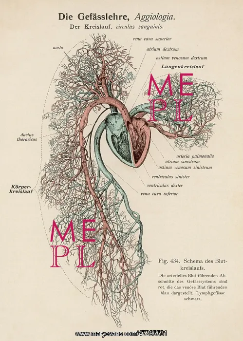 : CICULATION OF BLOOD / C19 : CICULATION OF BLOOD / C19