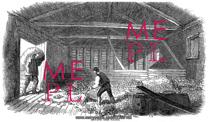  : CIDER MAKING, 1850