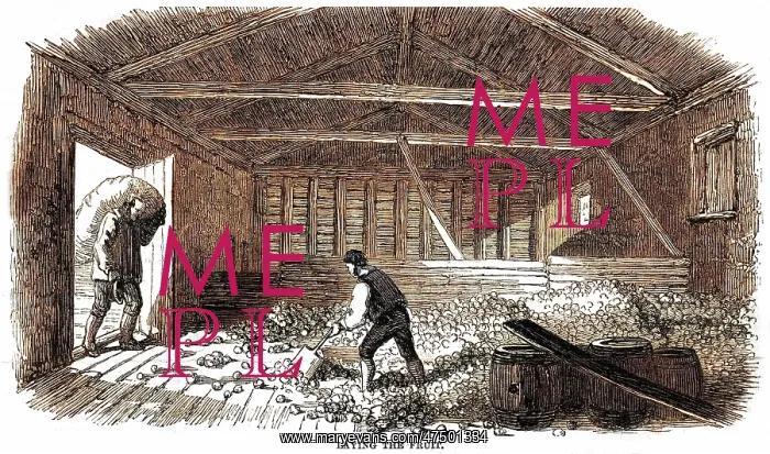 : CIDER MAKING, 1850 : CIDER MAKING, 1850