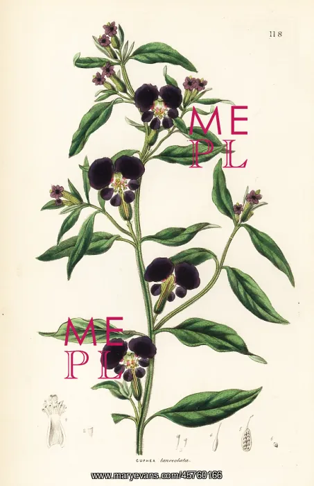  : Cigar flower or lance-leaved cuphea, Cuphea lanceolata