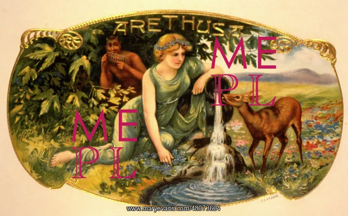  : Cigar label, Arethusa