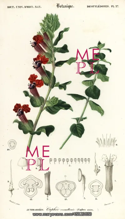  : Cigar plant, Cuphea llavea