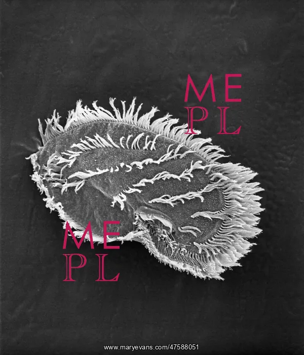 : Ciliate plankton : Ciliate plankton