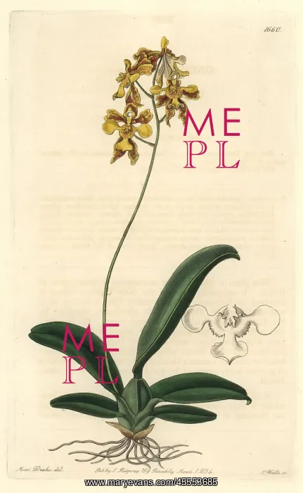 : Ciliated oncidium orchid, Oncidium ciliatum : Ciliated oncidium orchid, Oncidium ciliatum