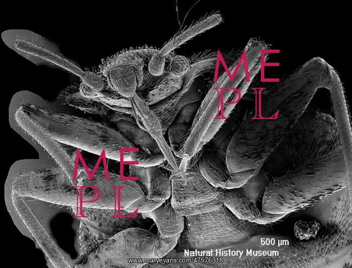 : Cimex lectularius, bed bug : Cimex lectularius, bed bug