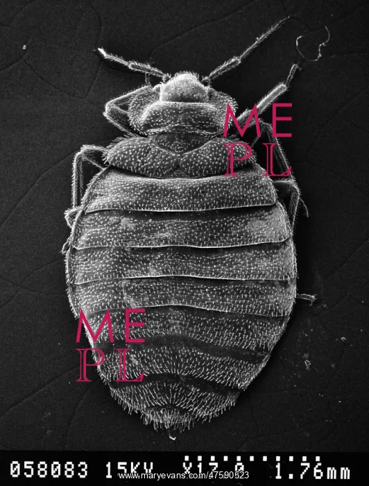 : Cimex lectularius, bed bug : Cimex lectularius, bed bug