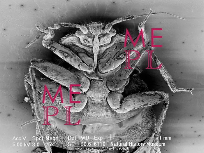 : Cimex lectularius, bed bug : Cimex lectularius, bed bug