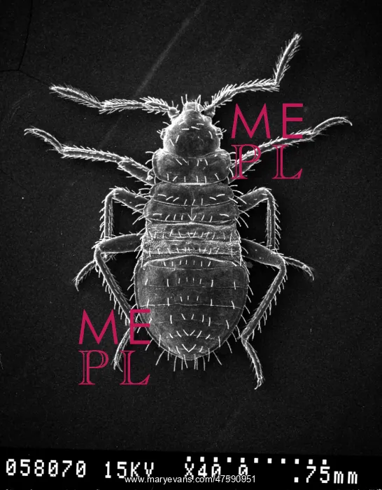 : Cimex lectularius, bed bug : Cimex lectularius, bed bug