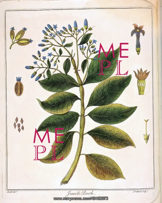 : Cinchona (Jesuit's or Peruvian Bark). Source of : Cinchona (Jesuit's or Peruvian Bark). Source of