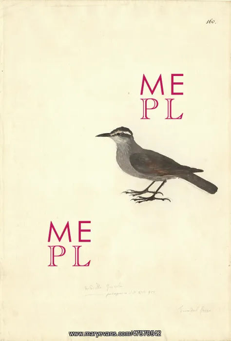 : Cinclodes patagonicus, dark-bellied cinclodes : Cinclodes patagonicus, dark-bellied cinclodes
