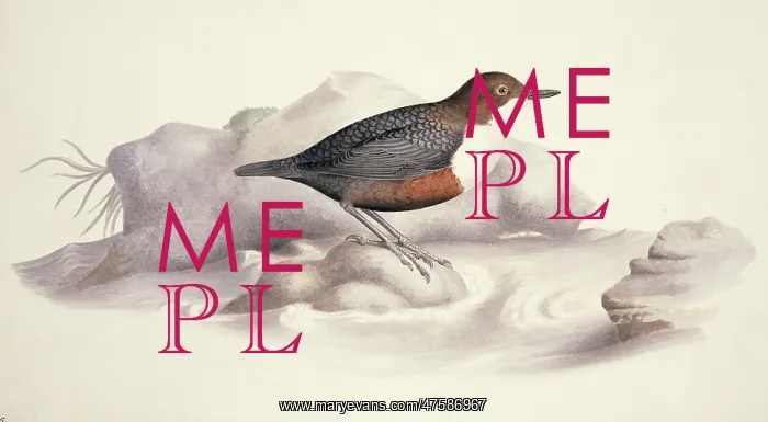: Cinclus cinclus, white-throated dipper : Cinclus cinclus, white-throated dipper