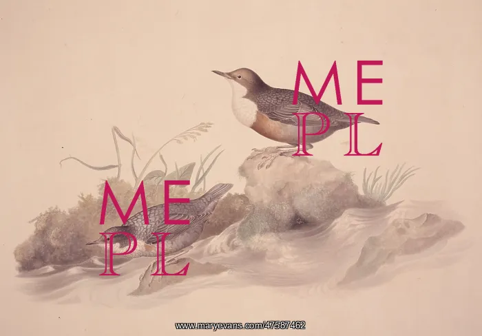 : Cinclus cinclus, white-throated dipper : Cinclus cinclus, white-throated dipper