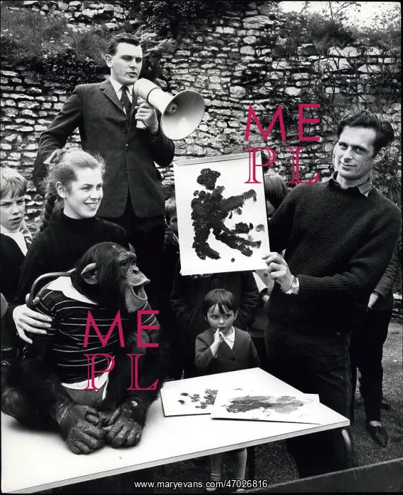 : Cindy Lou, chimpanzee, with her own paintings : Cindy Lou, chimpanzee, with her own paintings