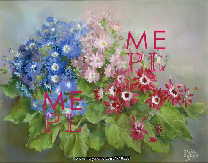  : Cineraria - blue, pink and red flowers