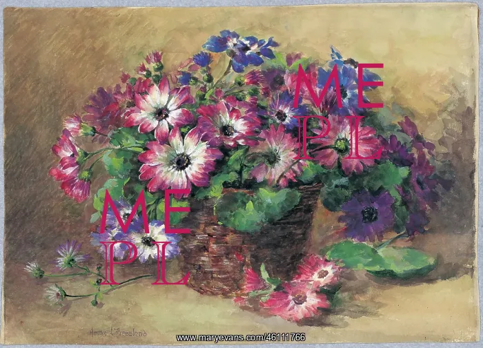  : Cinerarias