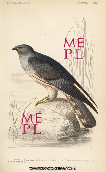 : Cinereous harrier, Circus cinereus : Cinereous harrier, Circus cinereus