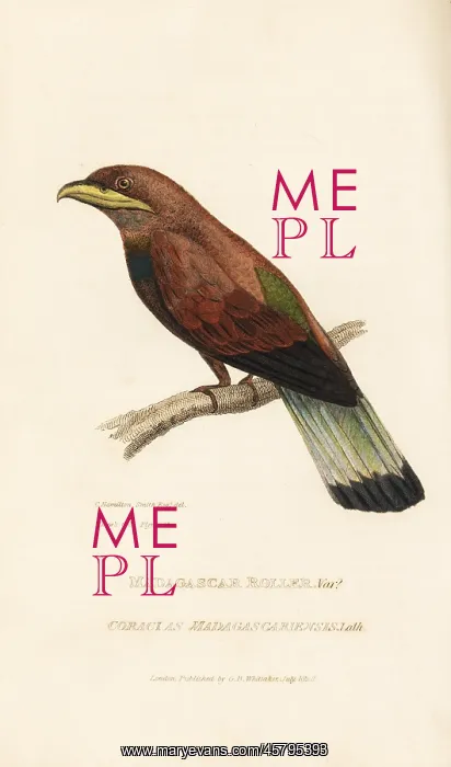 : Cinnamon or broad-billed roller, Eurystomus : Cinnamon or broad-billed roller, Eurystomus