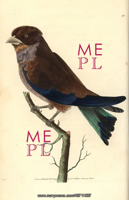 : Cinnamon or broad-billed roller, Eurystomus glaucurus : Cinnamon or broad-billed roller, Eurystomus glaucurus