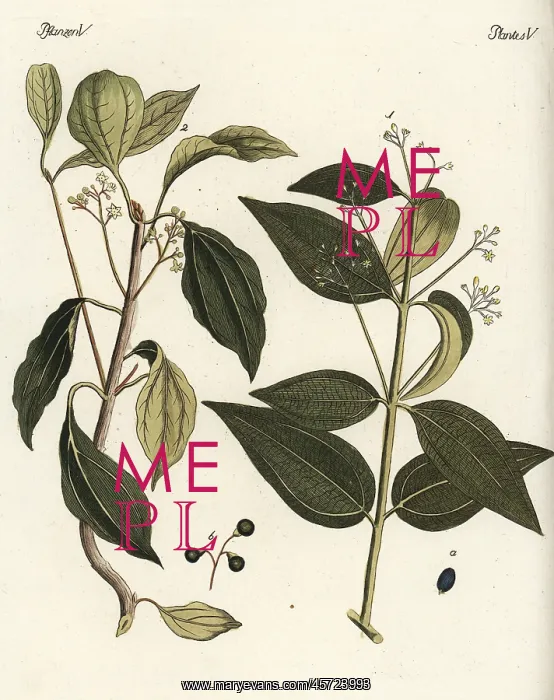 : Cinnamon and camphor trees : Cinnamon and camphor trees