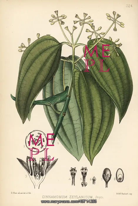 : Cinnamon, Cinnamomum verum : Cinnamon, Cinnamomum verum