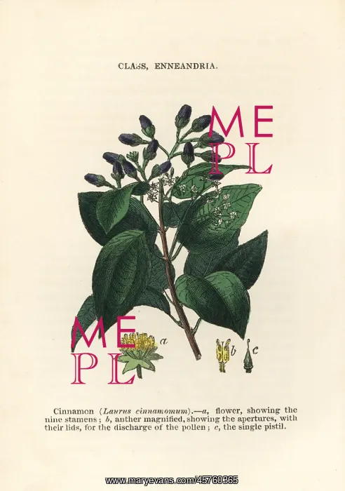 : Cinnamon, Cinnamomum verum : Cinnamon, Cinnamomum verum