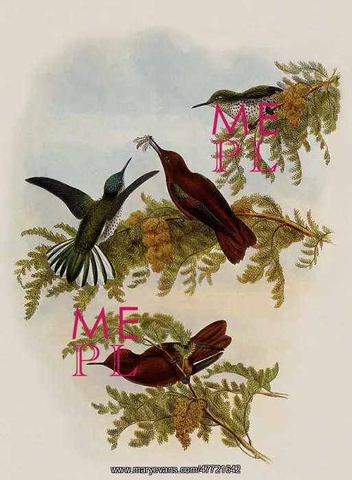 : Cinnamon Firecrown, Eustephanus Fernandensis : Cinnamon Firecrown, Eustephanus Fernandensis