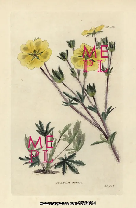 : Cinquefoil, Potentilla pedata : Cinquefoil, Potentilla pedata