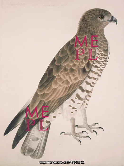 : Circaetus gallicus, short-toed eagle : Circaetus gallicus, short-toed eagle