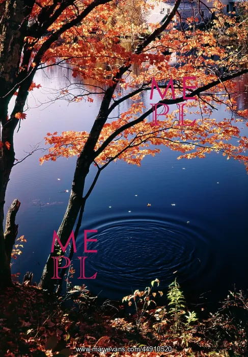 : Circle pattern in the pond water falling autumn : Circle pattern in the pond water falling autumn