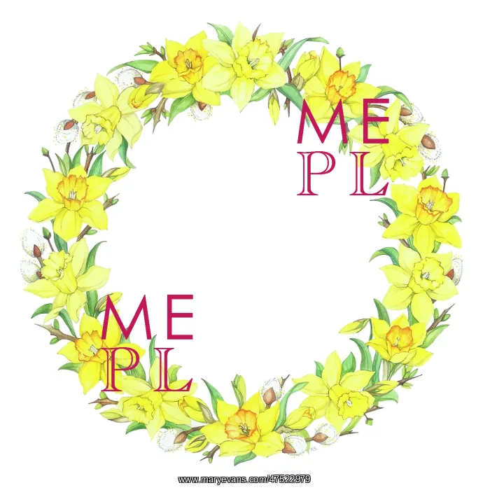  : Circular Border of daffodils and pussy willow