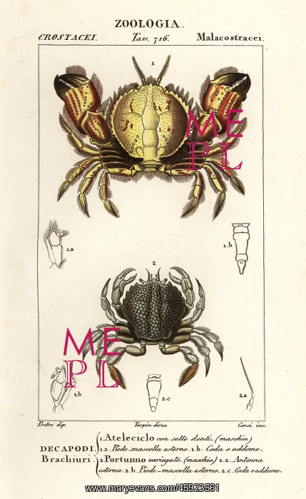 : Circular crab and swimming crab : Circular crab and swimming crab