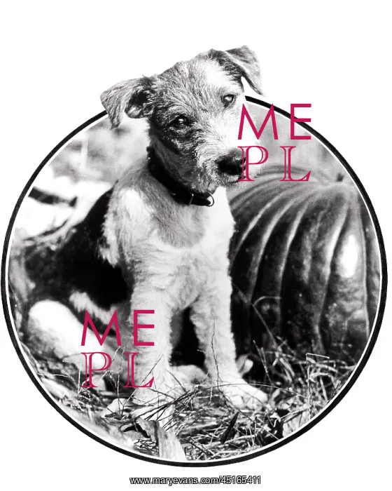  : Circular Vignette of Wire-Haired Terrier Looking