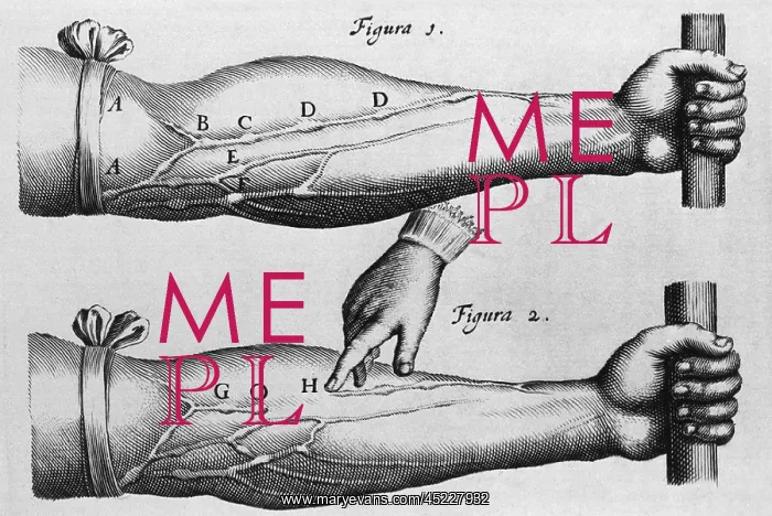 : Circulation of the blood from William Harvey's ? : Circulation of the blood from William Harvey's ?