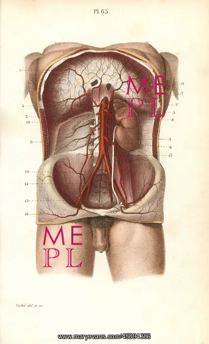 : Circulatory system to the abdomen : Circulatory system to the abdomen