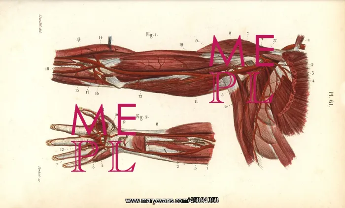 : Circulatory system of the arm and hand : Circulatory system of the arm and hand