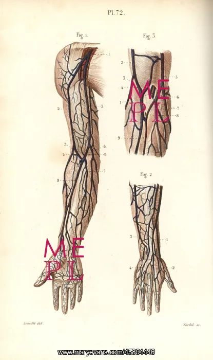 : Circulatory system to the arm and hand : Circulatory system to the arm and hand