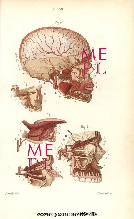 : Circulatory system to the brain : Circulatory system to the brain