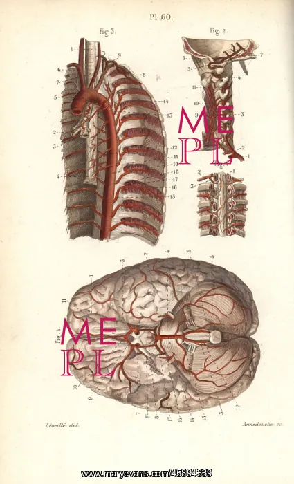 : Circulatory system to the brain and spine : Circulatory system to the brain and spine
